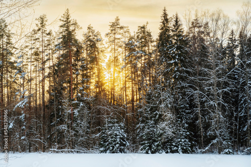 Sun shining trough a forest covered with snow