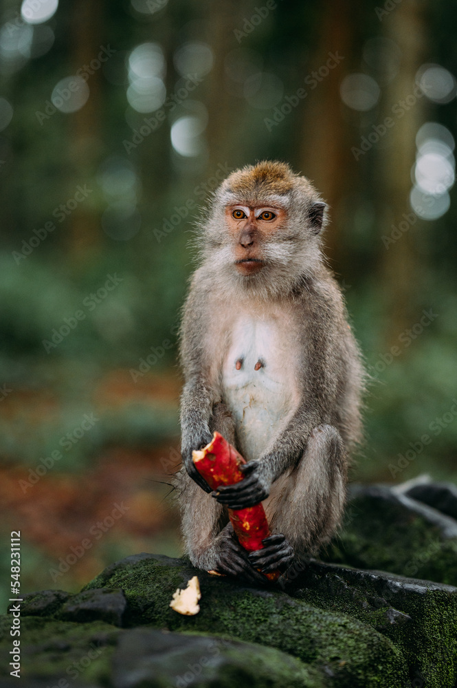 Obraz premium Affe makake in Bali Indonesien