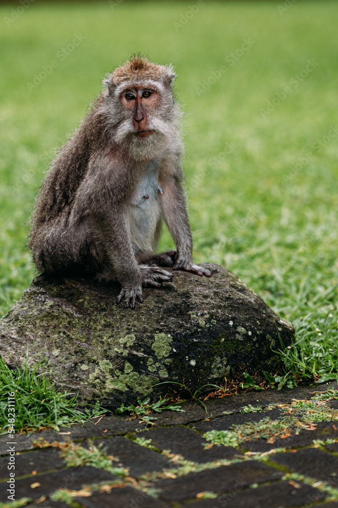 Fototapeta premium Affe makake in Bali Indonesien 