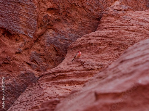 Close-up shot of a sinai rosefinch on pink rough cliffs photo