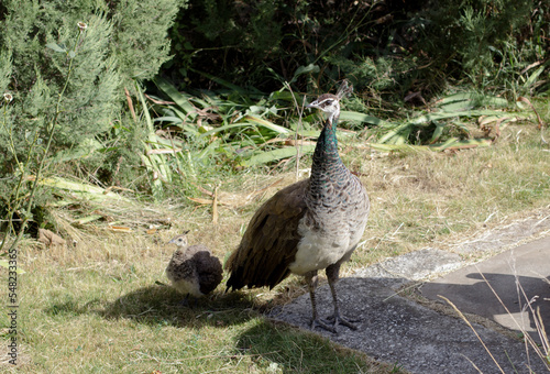 Peacock female and baby peacock walking in an open park