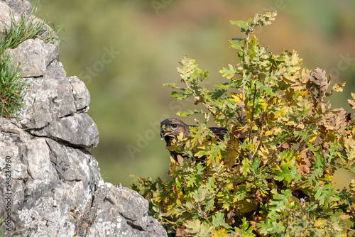 Beautiful portrait of a Common Buzzard a small eagle eating meat behind a bush next to a rock in the mountains of Leon, in Spain, Europe