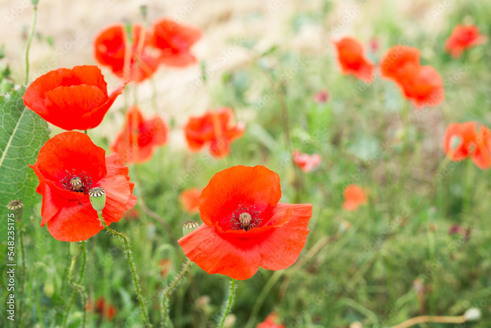 Fototapeta premium close up of a red poppy flower in field