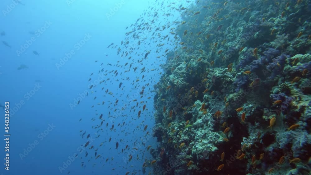 Sea goldie, small tropical fish species school underwater in coral reef. Ocean bottom wild life exploring, marine ecosystem, undersea nature, exotic coralfish flock swimming Sea goldie, small tropical fish species school underwater in coral reef. Ocean bottom wild life exploring, marine ecosystem, undersea nature, exotic coralfish flock swimming