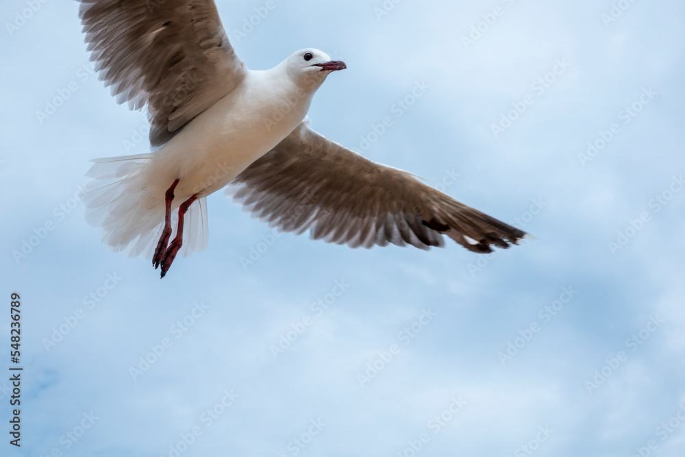 Hartlaub's gull or king gull (Chroicocephalus hartlaubii) flying. Kleinmond, Whale Coast, Overberg, Western Cape, South Africa. Hartlaub's gull or king gull (Chroicocephalus hartlaubii) flying. Kleinmond, Whale Coast, Overberg, Western Cape, South Africa.