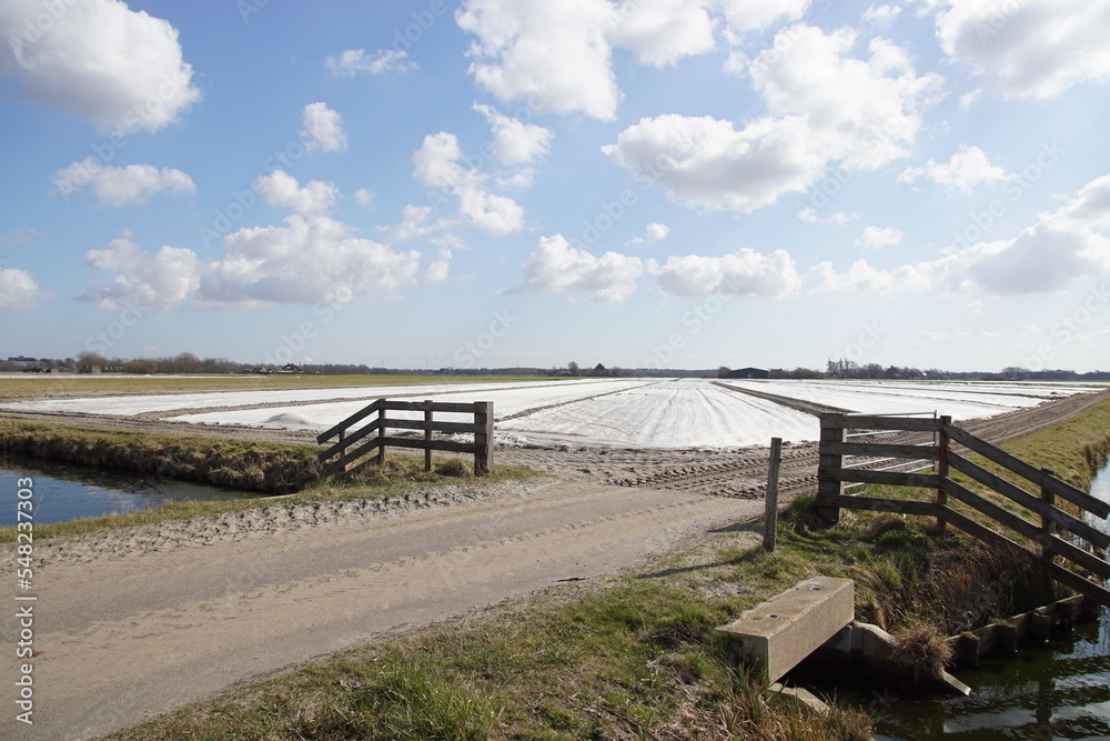 Bulb fields, the plants are covered with transparent plastic foil so that they bloom earlier. Near the Dutch village of Egmond. Tractor tire tracks, ditch, fence. Bulb fields, the plants are covered with transparent plastic foil so that they bloom earlier. Near the Dutch village of Egmond. Tractor tire tracks, ditch, fence.