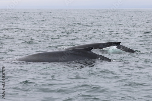 Humpback whale with her pup in the Bay of Fundy, Canada