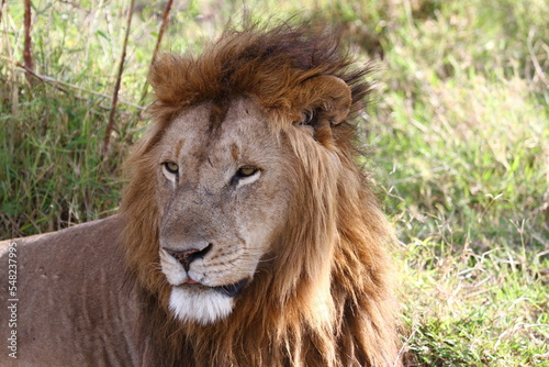 Portrait of a male lion with huge mane looking into camera