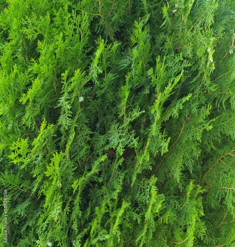 Fondo natural con detalle y textura de pequeñas ramas vegetales con tonos verde intenso