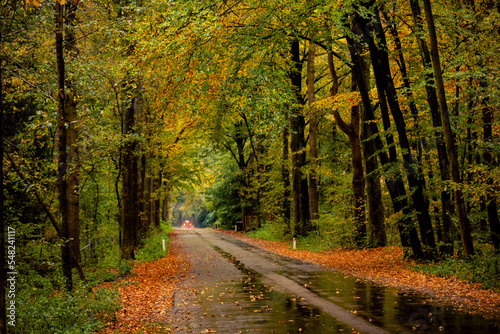 A lush but wet and rainy asphalt fall forest road covered in slippery leaves. Located in the city of Ede, the Netherlands.