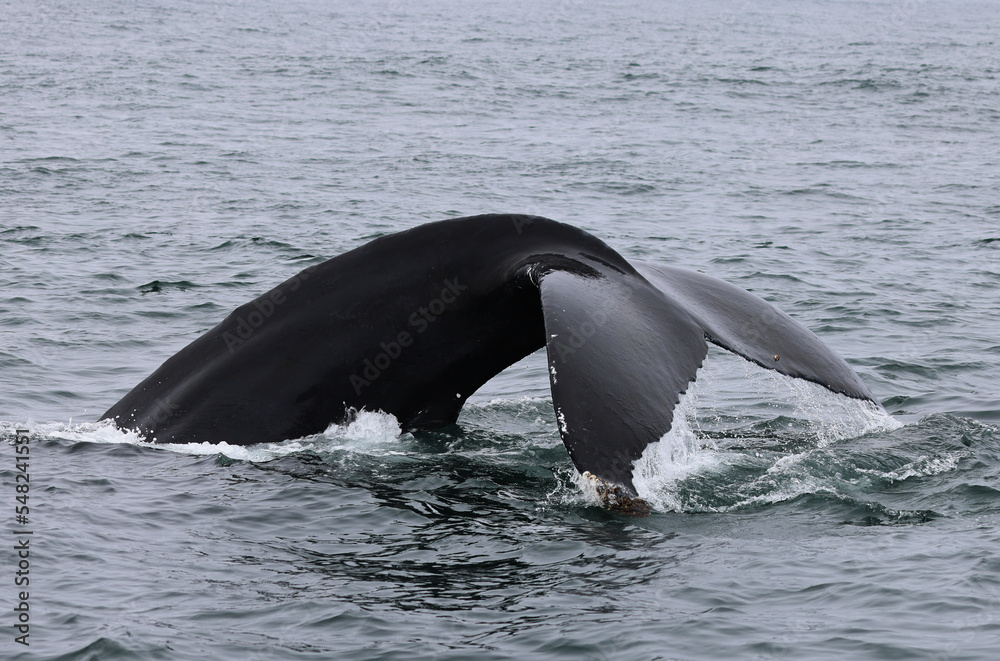Obraz premium Humpback whale in the Bay of Fundy showing its tail before diving, Canada