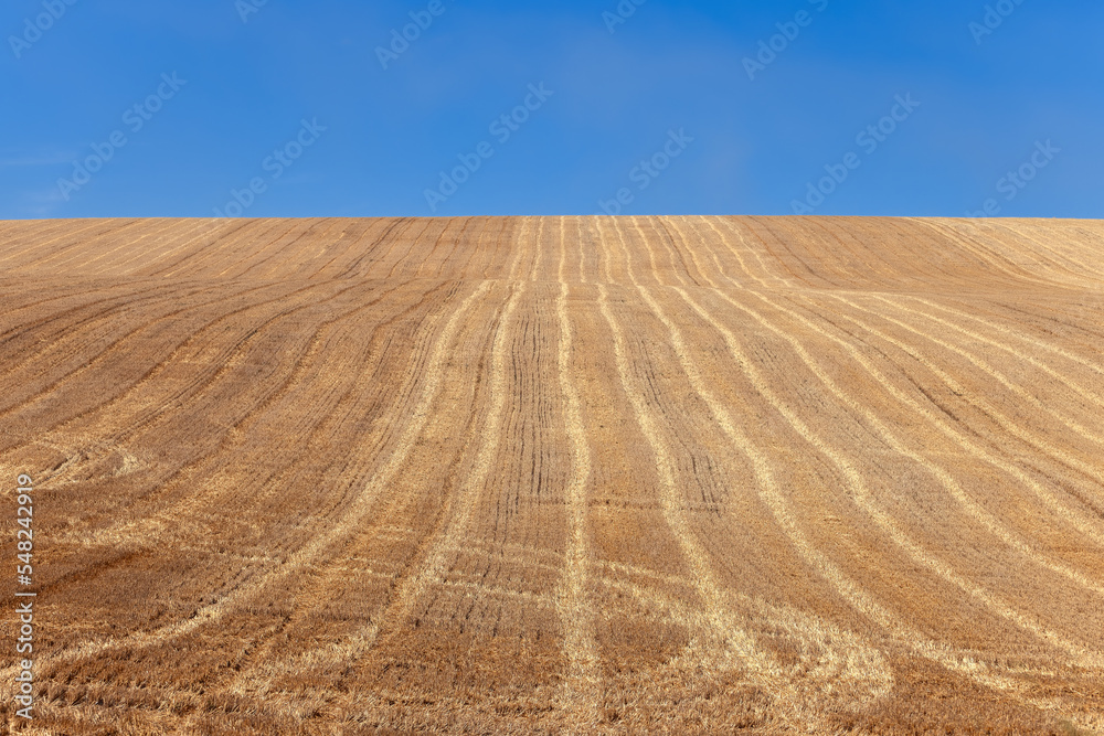 Fototapeta premium Endless freshly plowed bright yellow field with traces of tractor tracks, extending beyond the horizon, where it merges into a clear blue summer sky