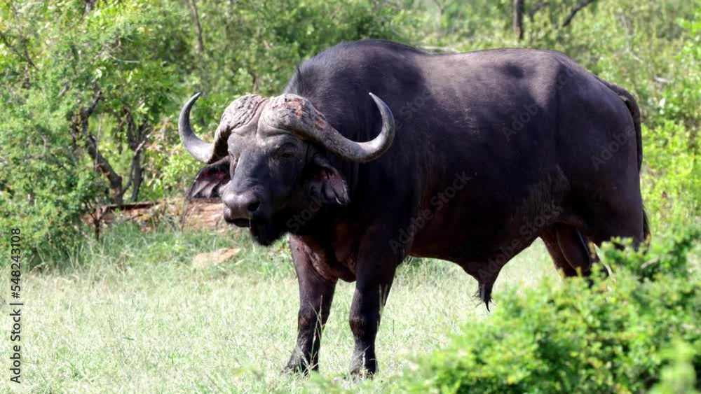 Big buffalo bull shaking his head Big buffalo bull shaking his head