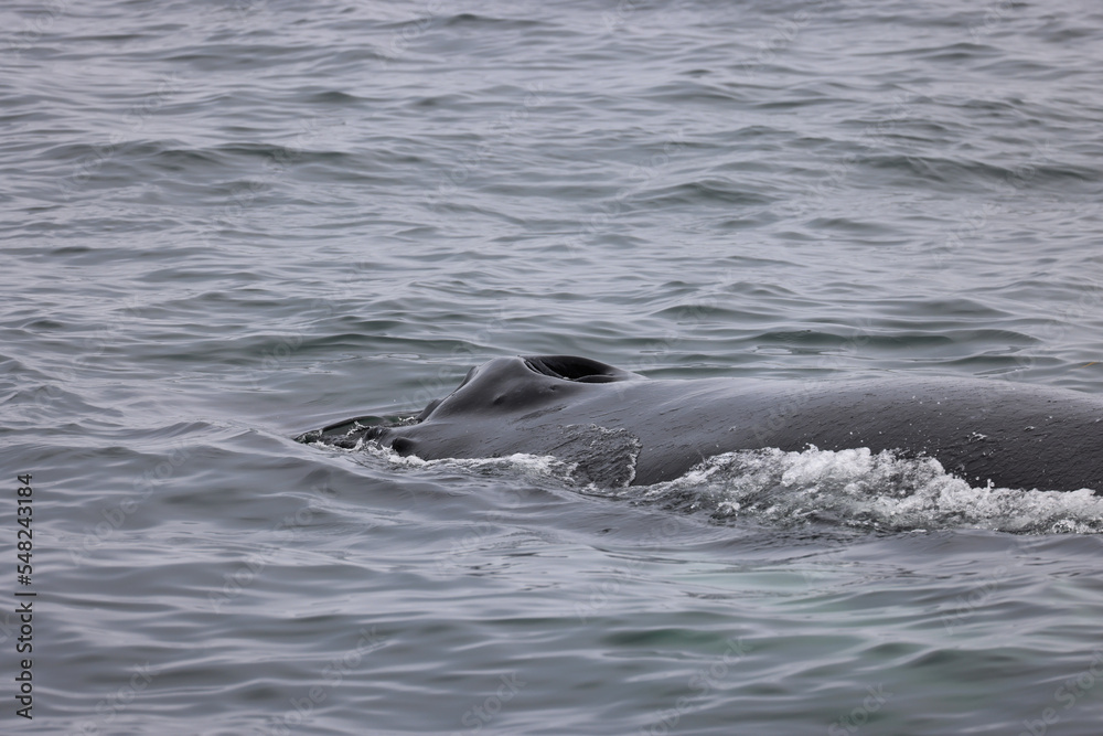 Fototapeta premium Humpback whale in the Bay of Fundy, Canada