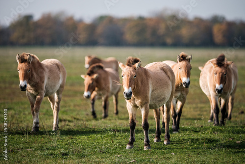 Przewalski horse