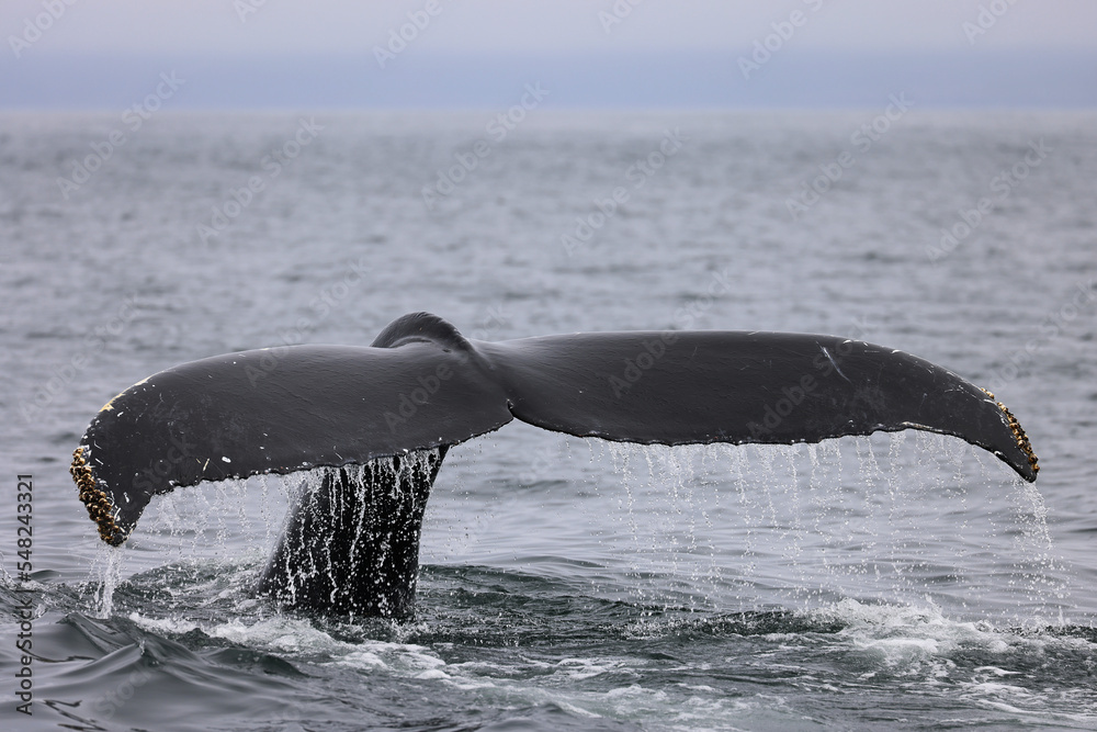Fototapeta premium Humpback whale in the Bay of Fundy showing its tail before diving, Canada