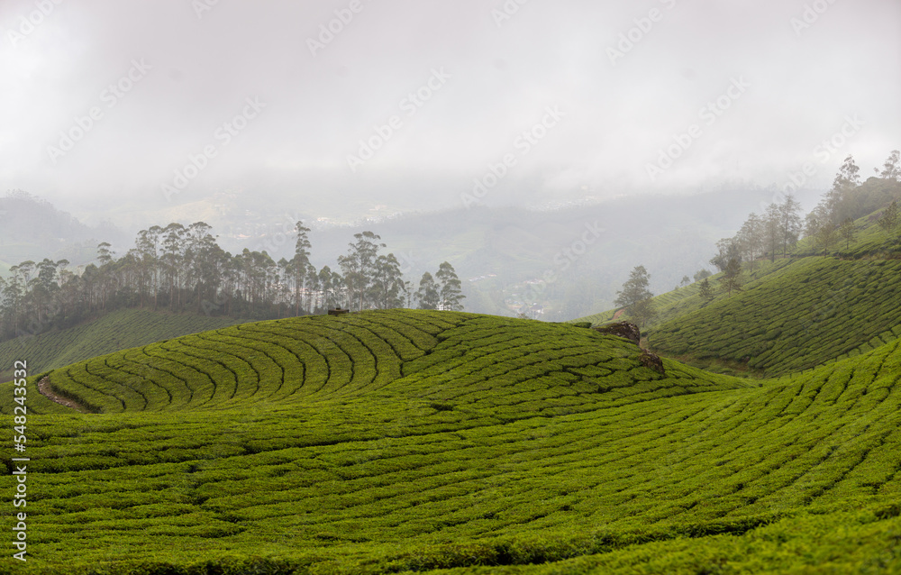 A panoramic view over the tea plantation-covered hills of Munnar, India. 