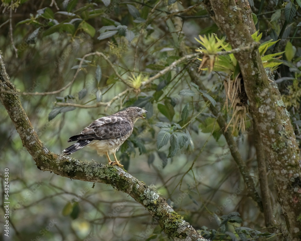 Buteo Platypterus, Broad winged Hawk eating perched on a branch Buteo Platypterus, Broad winged Hawk eating perched on a branch