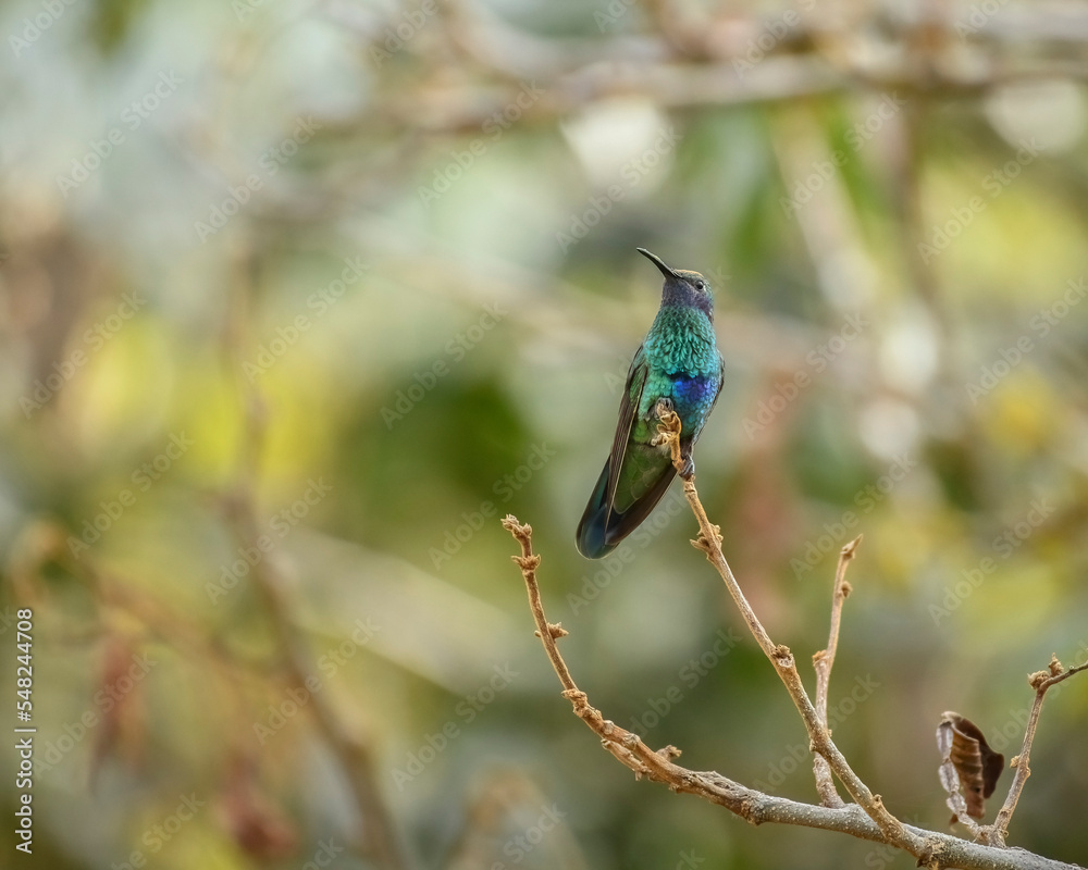Fototapeta premium Sparkling Violetear, Colibri Coruscans