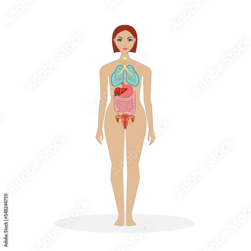 The anatomy of the human body. Lungs, stomach, liver, intestines, uterus.
