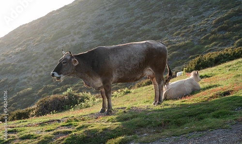 Two cows in Matagalls peak in the Montseny massif of Catalonia photo