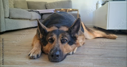 Beautiful Sleepy German Shepherd Lying On The Floor In The House. Close Up View - DCi 4K Resolution