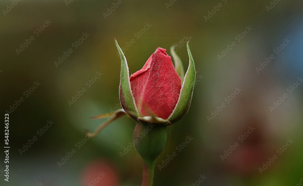 Freshly blooming red rose on a colorful background. Freshly blooming red rose on a colorful background.