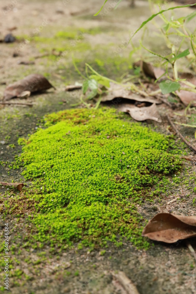 beautiful green moss in garden