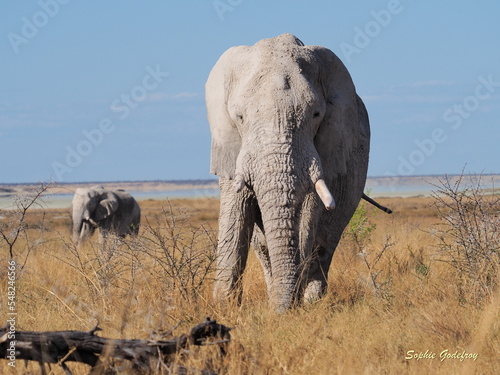 Photography elephants in the Namibian savannah
