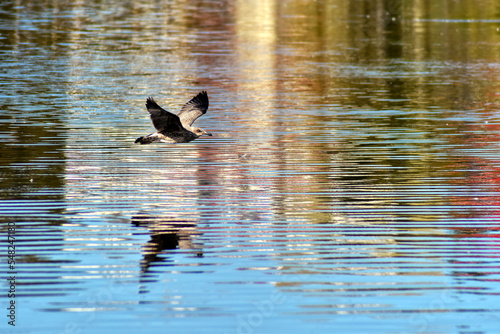 bird over the water