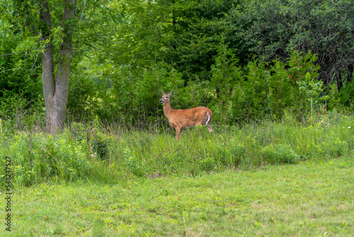 White-tailed Deer In Summer Grass