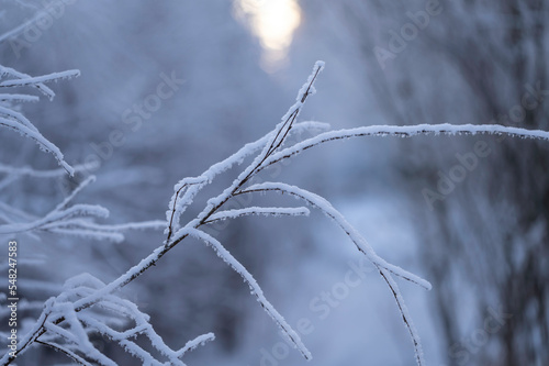 Frost on branches. Ostrobothnia, Finland. © Sofie K