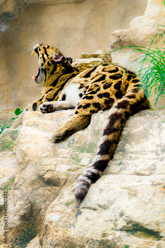 Zoo Life