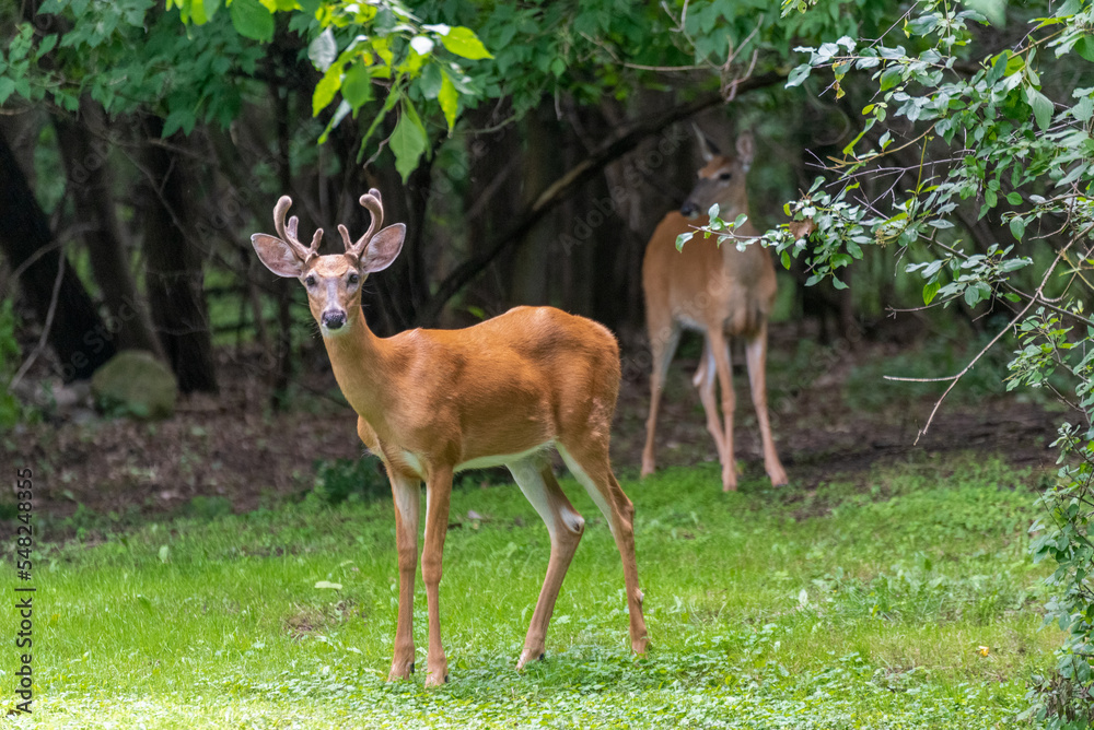 A Young White-tailed Deer Buck And His Doe In Summer A Young White-tailed Deer Buck And His Doe In Summer