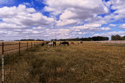 horses in a field