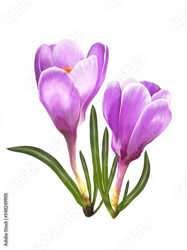 spring flowers crocus, saffron illustration