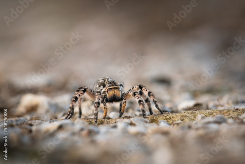 Slovak spider tarantula