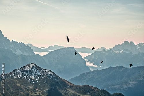birds flying in the mountains