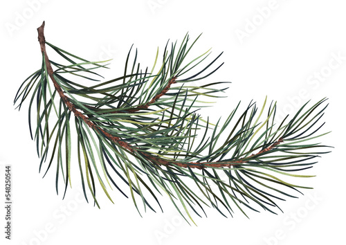 Green pine branch. Watercolor illustration isolated on white background.