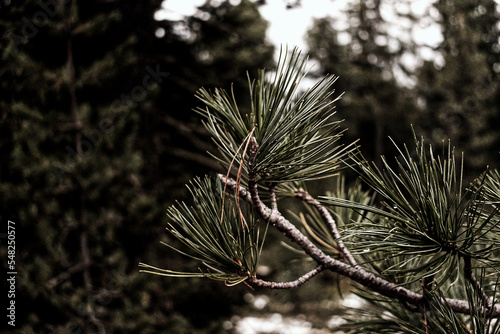 close up of pine needles