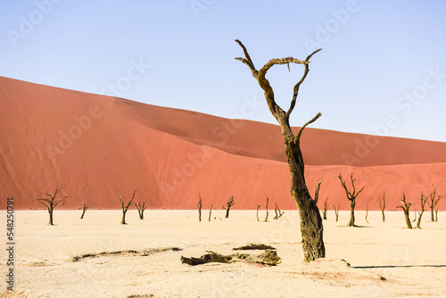 Camelthorn trees at Deadvlei, Sossusvlei, Namibia.  They were formed when the area flooded allowing the trees to grow, but sand dunes blocked the river, cutting off all water.  © Stephen