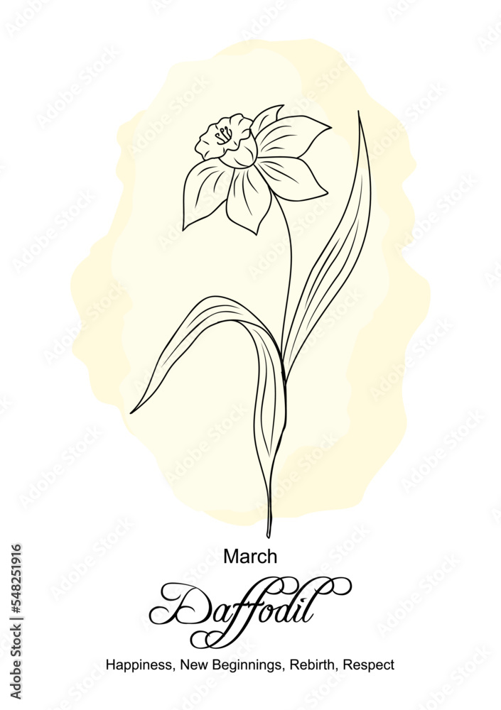 Daffodil March birth month flower print. Botanical floral line art drawing Daffodil flower meaning. drawn monochrome black ink outline illustration on watercolor yellow background. Stock Vector | Adobe Stock
