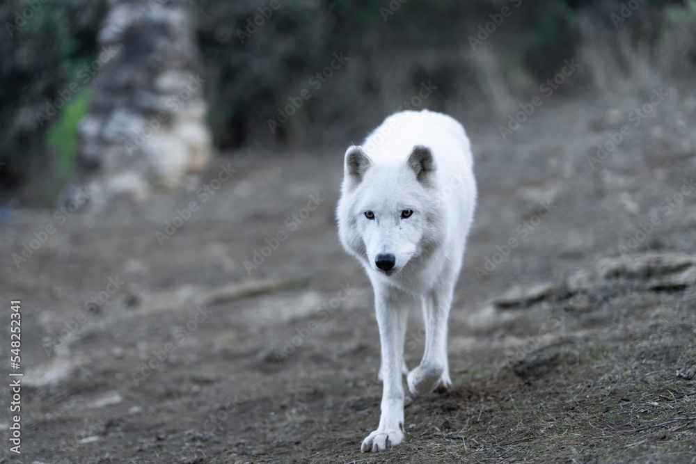 An intense look, full of feelings and protection towards yours, a word with a lot of meaning, alpha An intense look, full of feelings and protection towards yours, a word with a lot of meaning, alpha