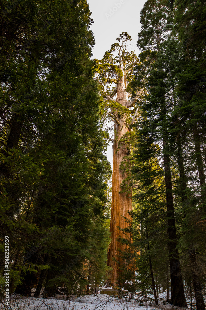 Winter in Sequoia National Park, United States Of America Winter in Sequoia National Park, United States Of America