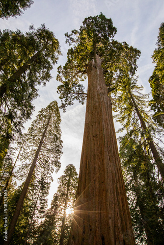 Winter in Sequoia National Park, United States Of America © Alberto Gonzalez 