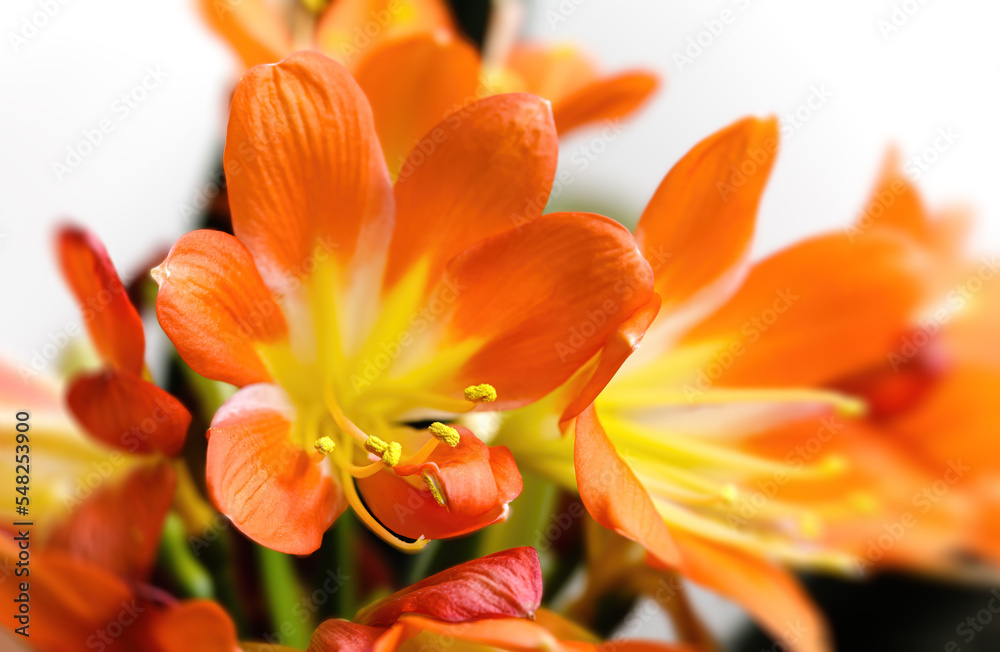 Obraz premium orange blooming clivia miniata flower