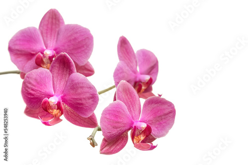 Purple orchid flowers phalaenopsis on white © misu