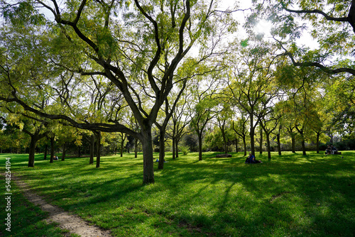 Fototapeta Naklejka Na Ścianę i Meble -  Green trees in the park