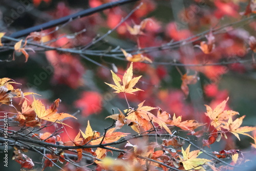 京都　貴船神社の紅葉