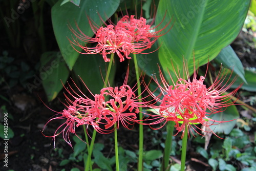 Photography Lycoris Japon Tokyo voyage